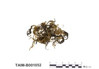 藏品(細枝蔓苔)的圖片